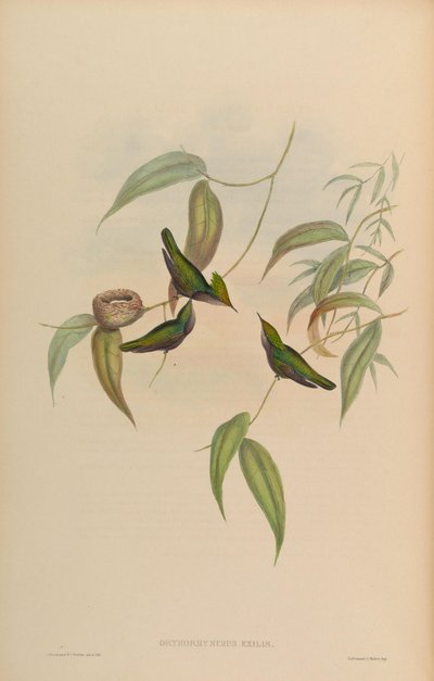 Orthorhynchus exilis = Orthorhynchus cristatus exilis von John Gould